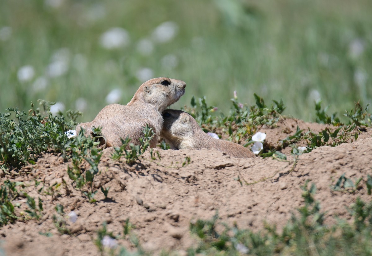 Black-tailed Prairie Dog - ML646182600
