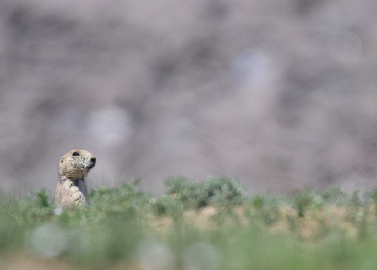 Black-tailed Prairie Dog - ML646182601