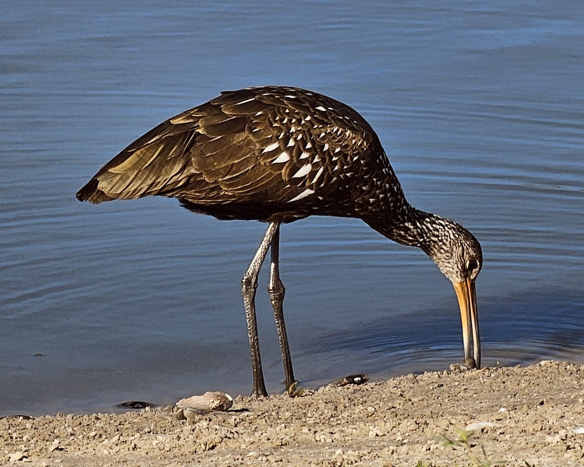 Limpkin - ML646182606