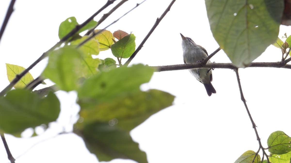 Green-backed Gerygone - ML646182621