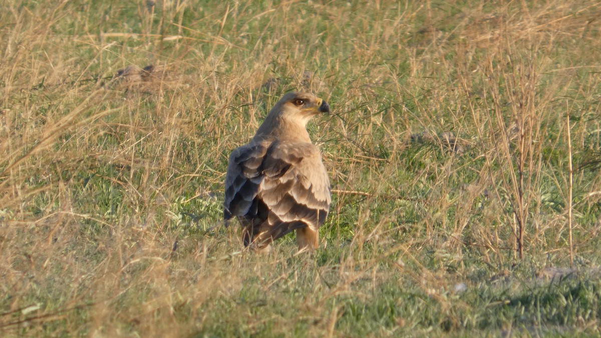 Tawny Eagle - ML646182622