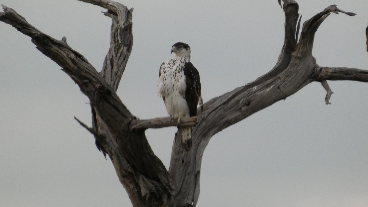 African Hawk-Eagle - ML646182625