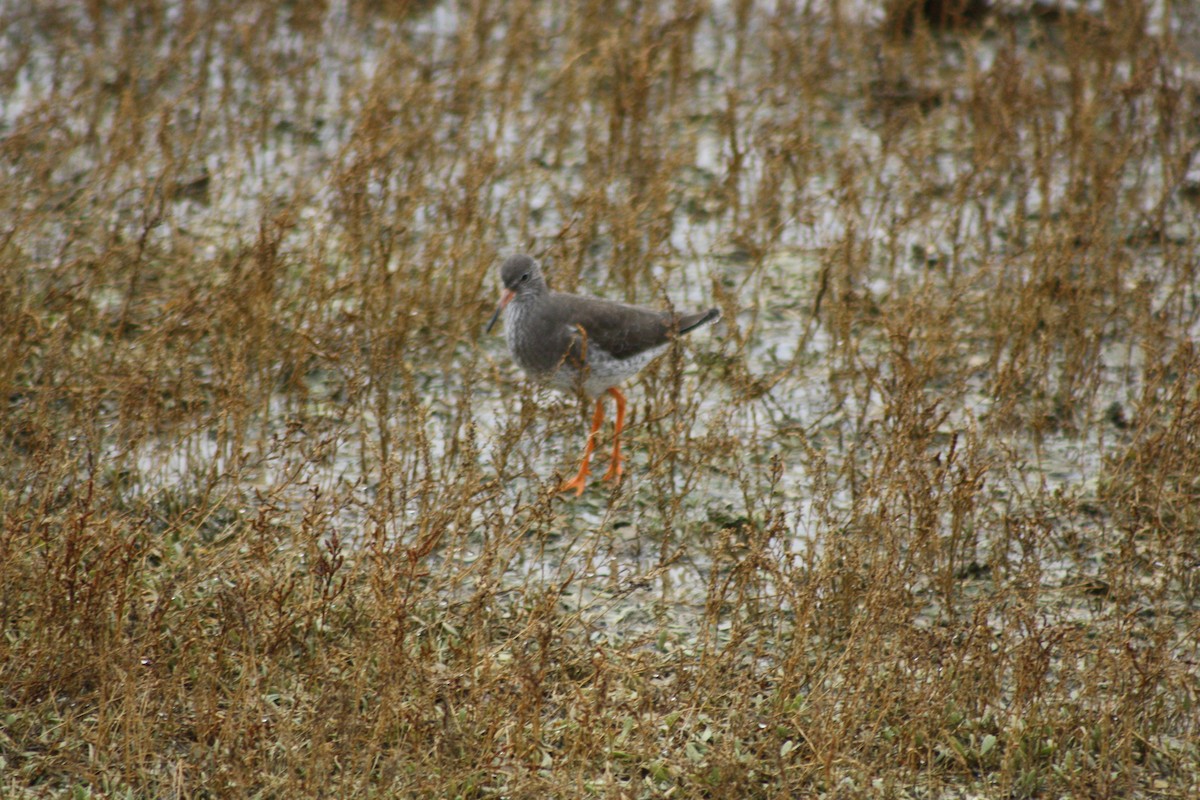 Common Redshank - ML646182626
