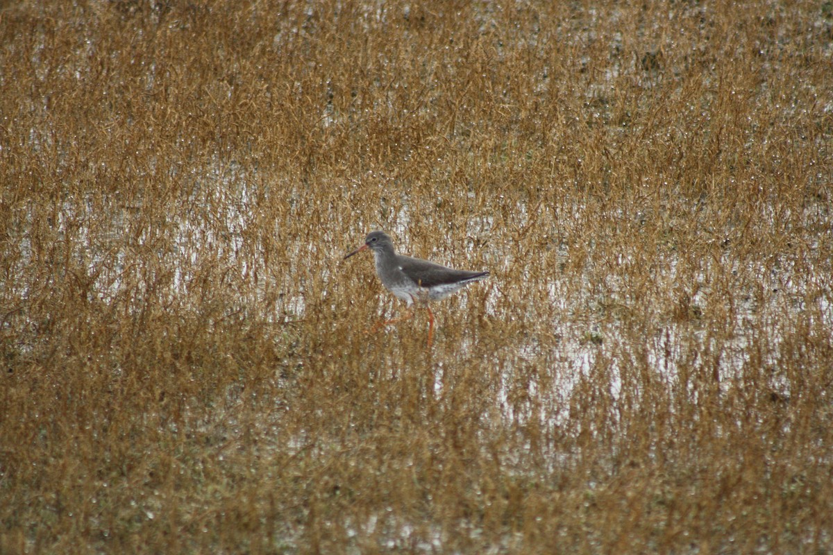 Common Redshank - ML646182627