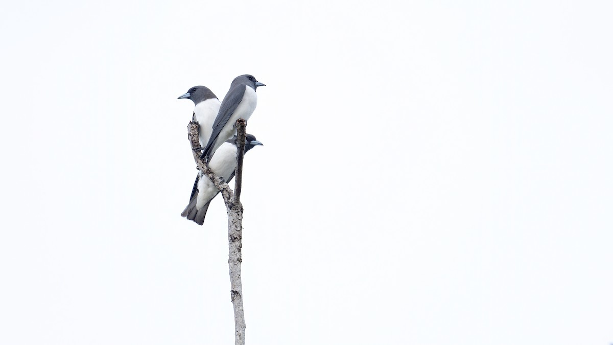 White-breasted Woodswallow - ML646182628