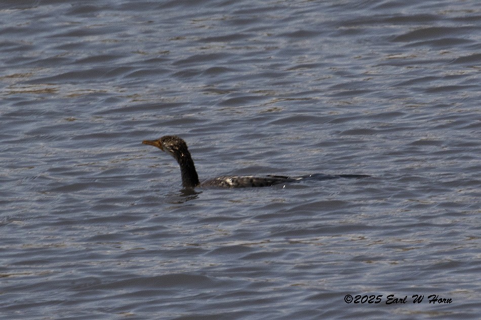 Riedscharbe - ML646182631