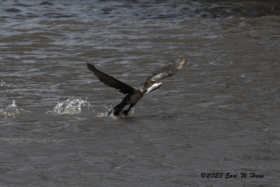 Riedscharbe - ML646182632