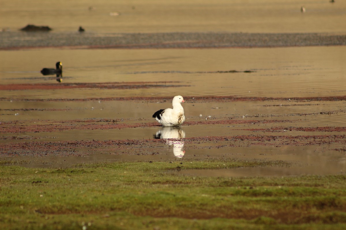 Andean Goose - ML646182633