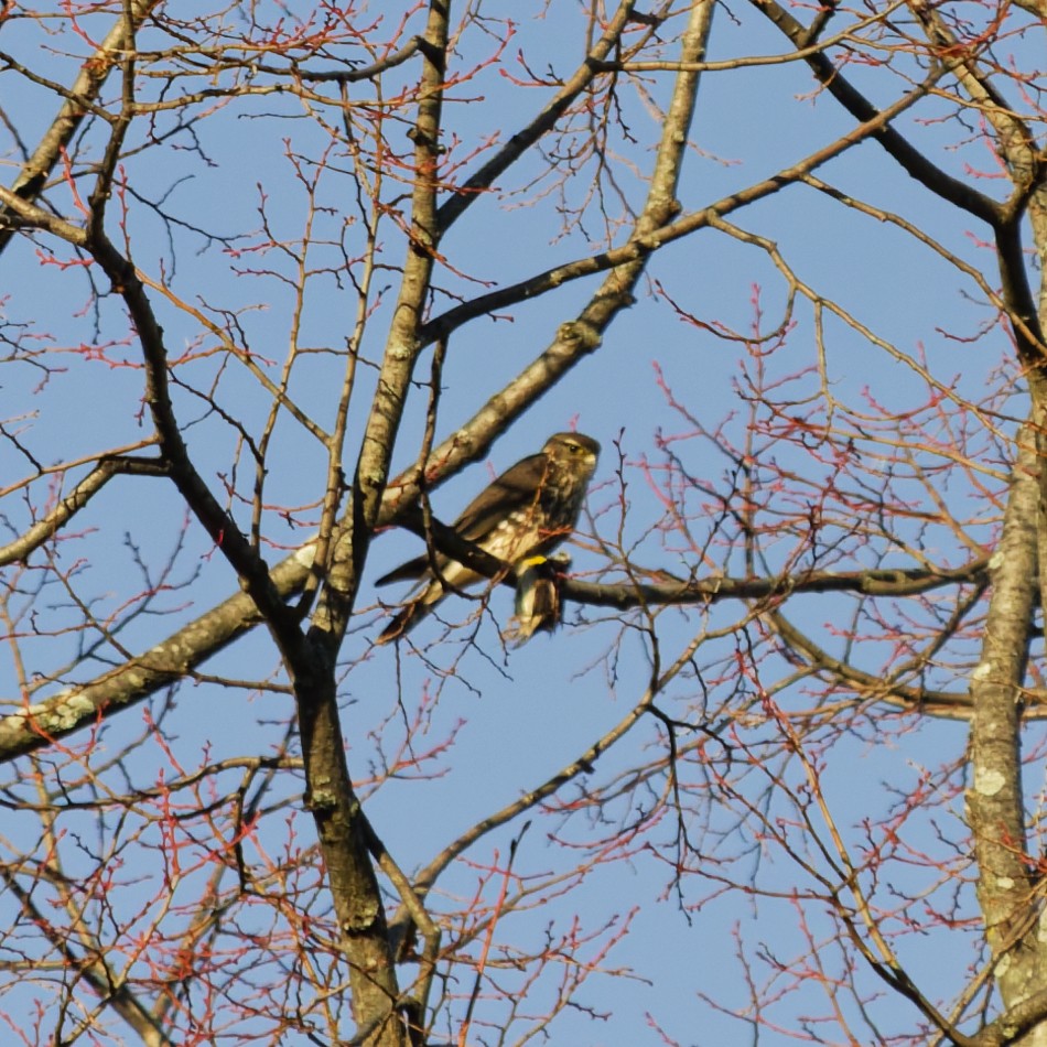 Merlin - ML646182635