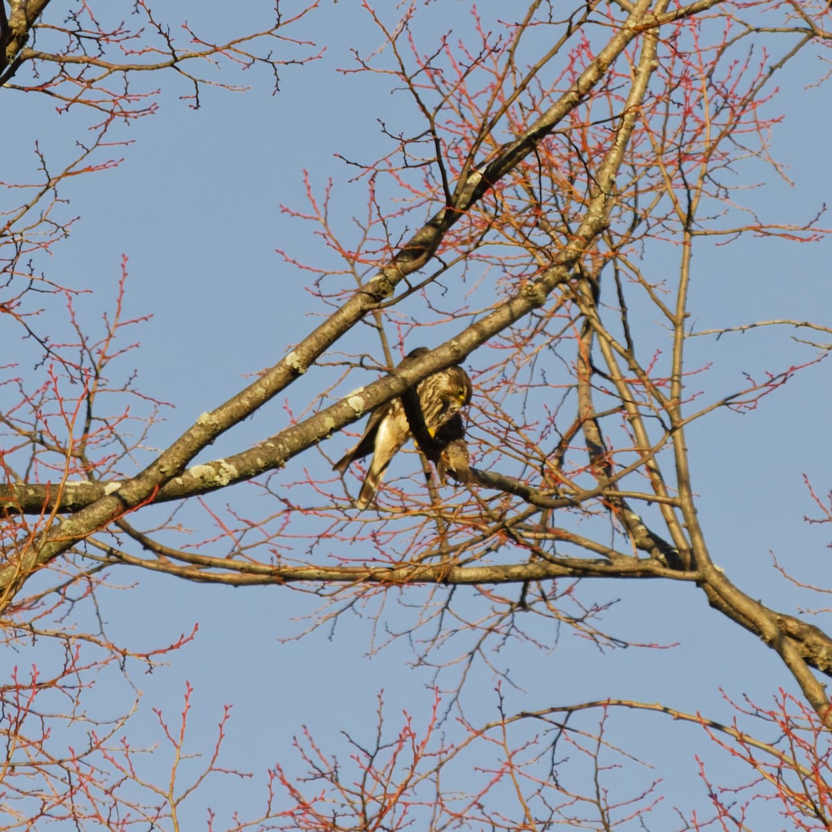 Merlin - ML646182636