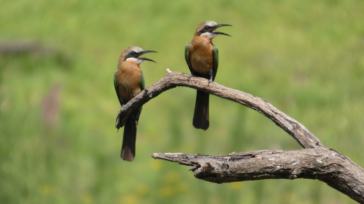 White-fronted Bee-eater - ML646182638