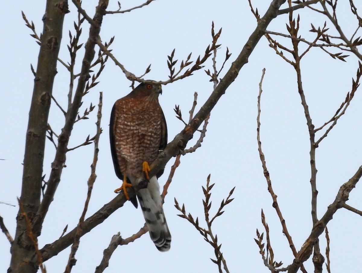 Cooper's Hawk - ML646182639