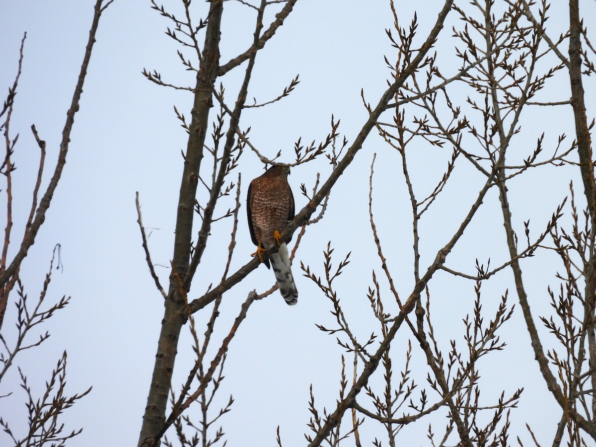 Cooper's Hawk - ML646182640