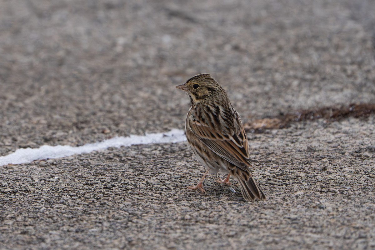 Savannah Sparrow - ML646182641