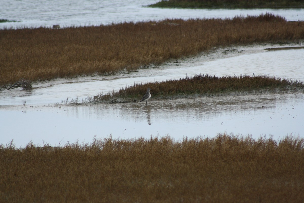 Black-bellied Plover - ML646182649