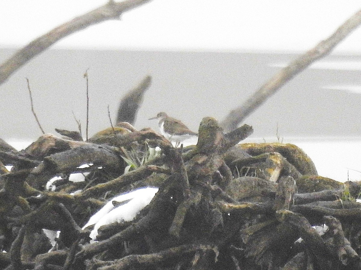 Набережник плямистий - ML646182651