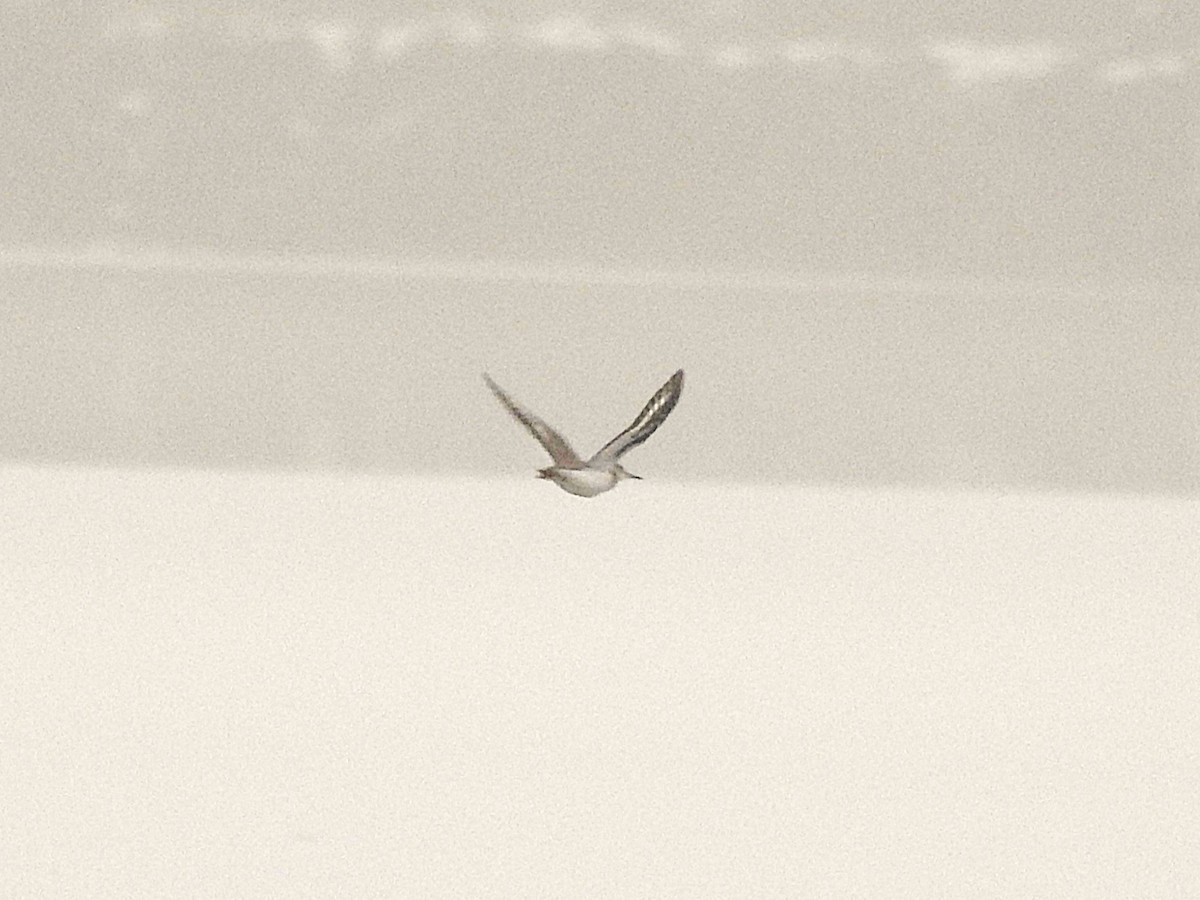 Набережник плямистий - ML646182653