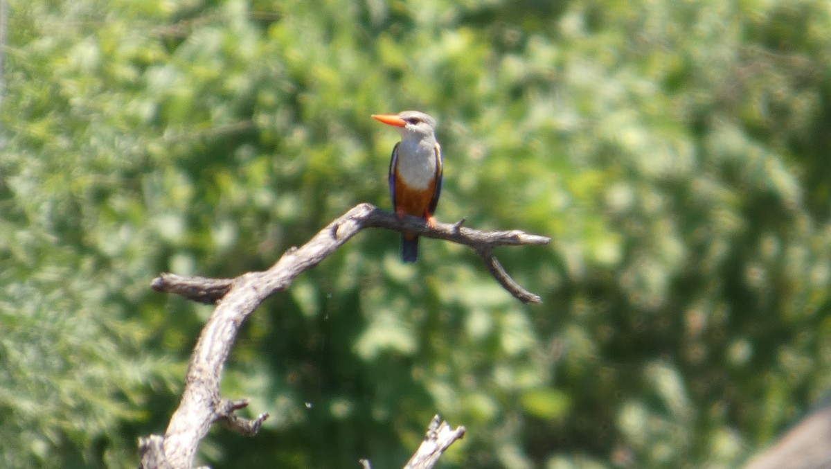 Gray-headed Kingfisher - ML646182654