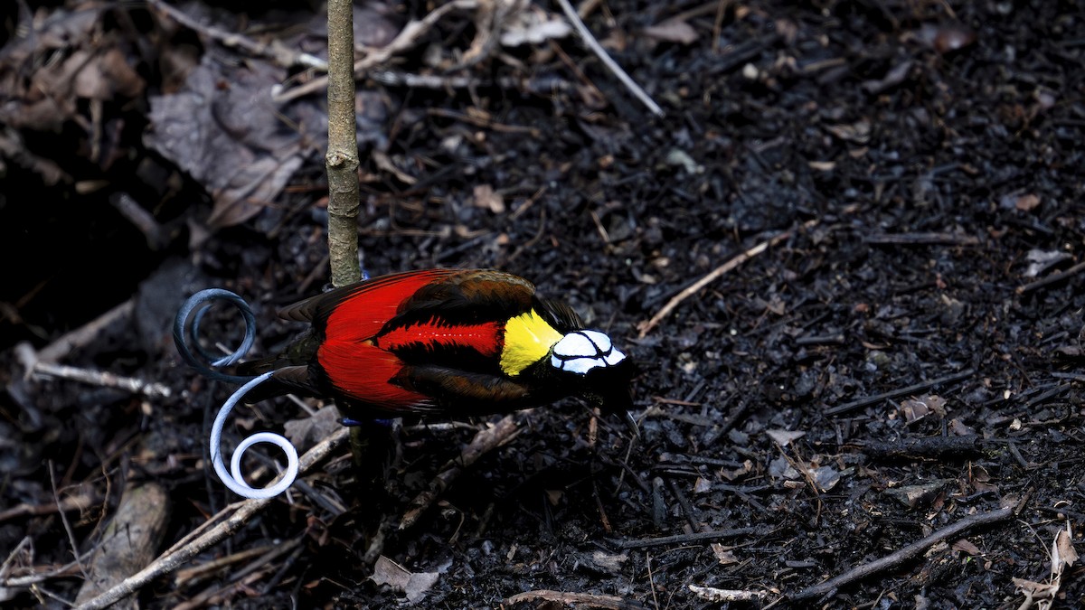 Wilson's Bird-of-Paradise - ML646182657