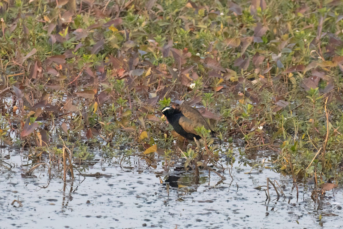 ostnák hnědoocasý - ML646182658