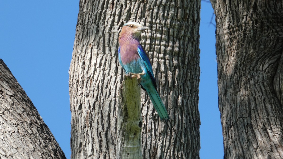 Lilac-breasted Roller - ML646182665