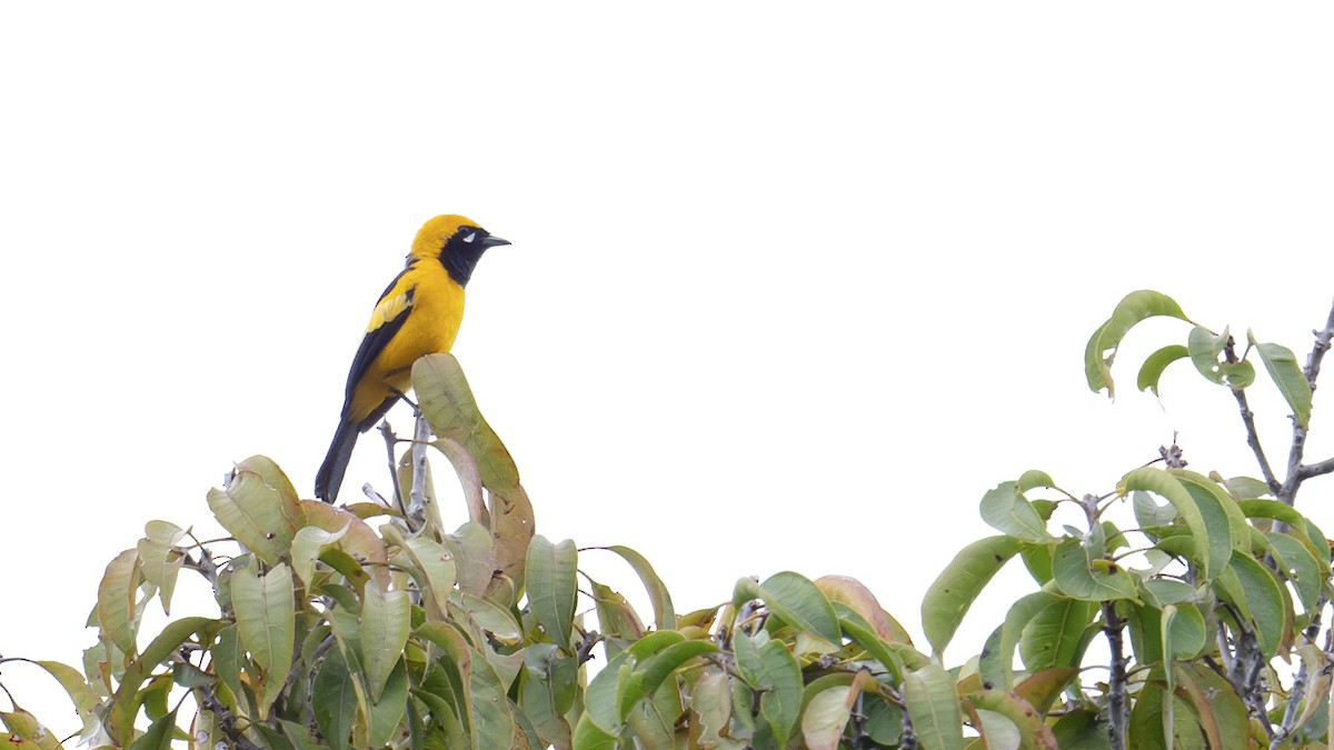 Golden Monarch - ML646182667