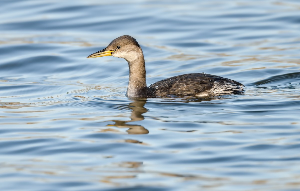 Пірникоза сірощока - ML646182674