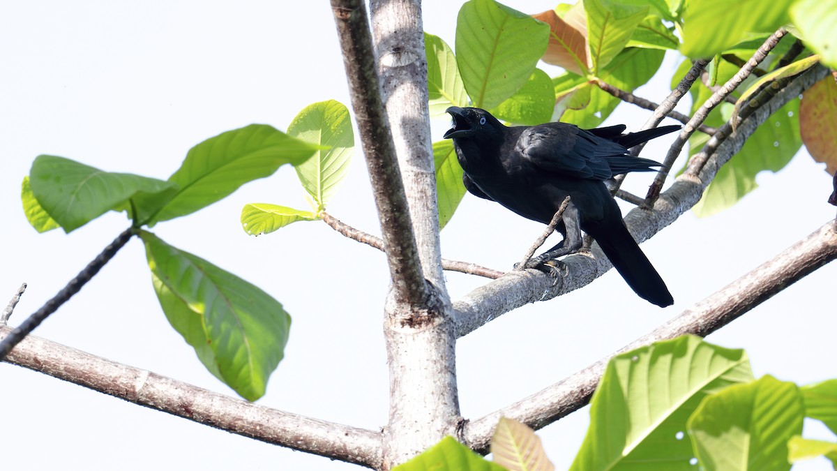 Torresian Crow - ML646182675
