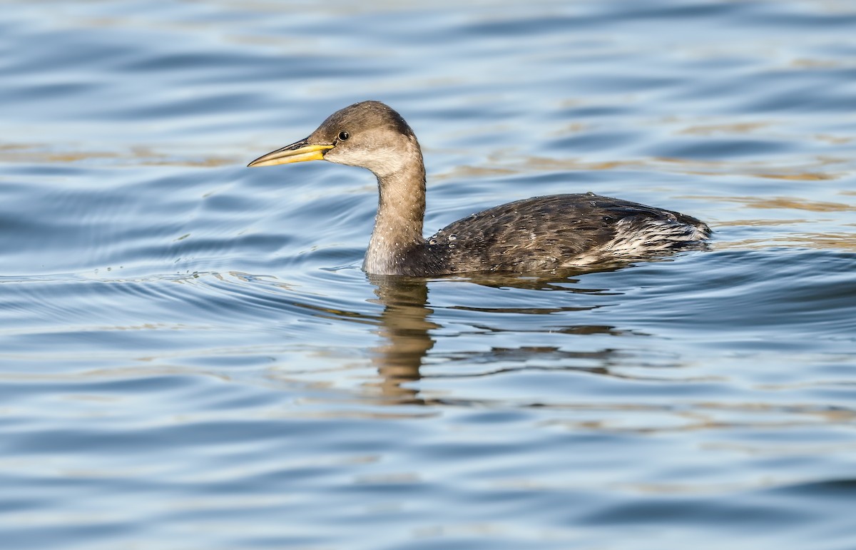Пірникоза сірощока - ML646182683