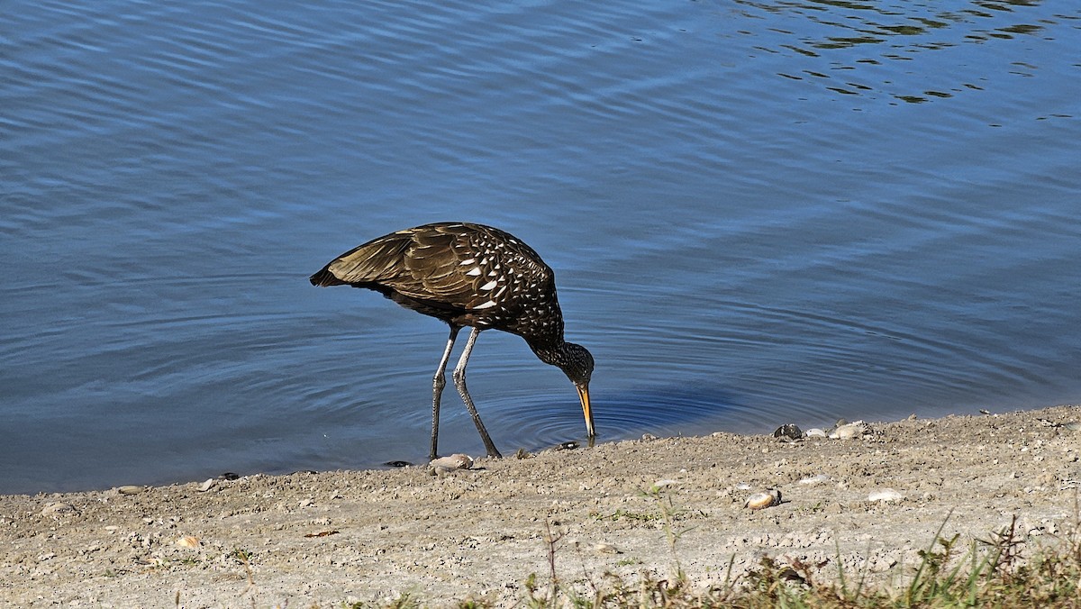 Limpkin - ML646182684