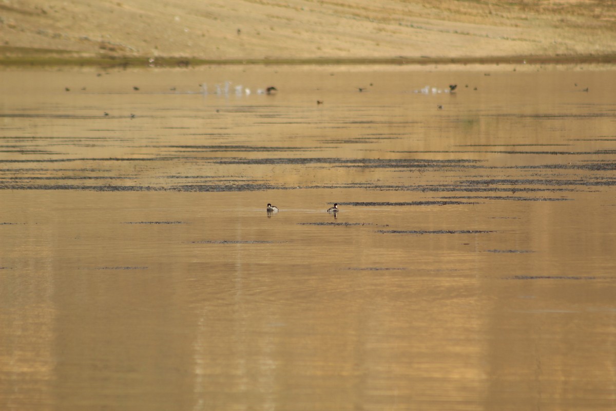 Silvery Grebe - ML646182685