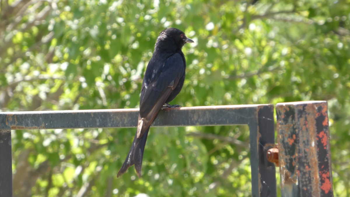 Fork-tailed Drongo - ML646182687