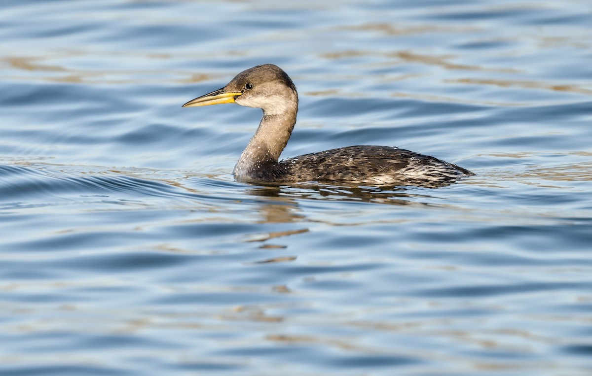 Пірникоза сірощока - ML646182691