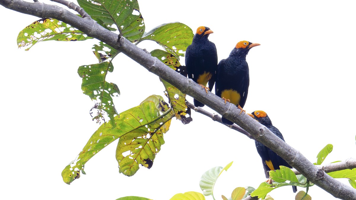Yellow-faced Myna - ML646182693