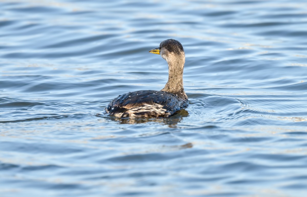 Пірникоза сірощока - ML646182695