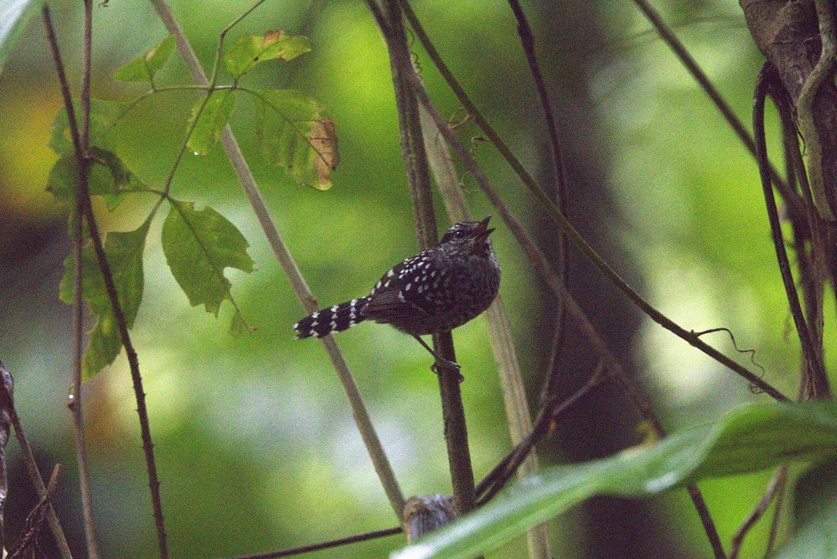 Scaled Antbird - ML646182696