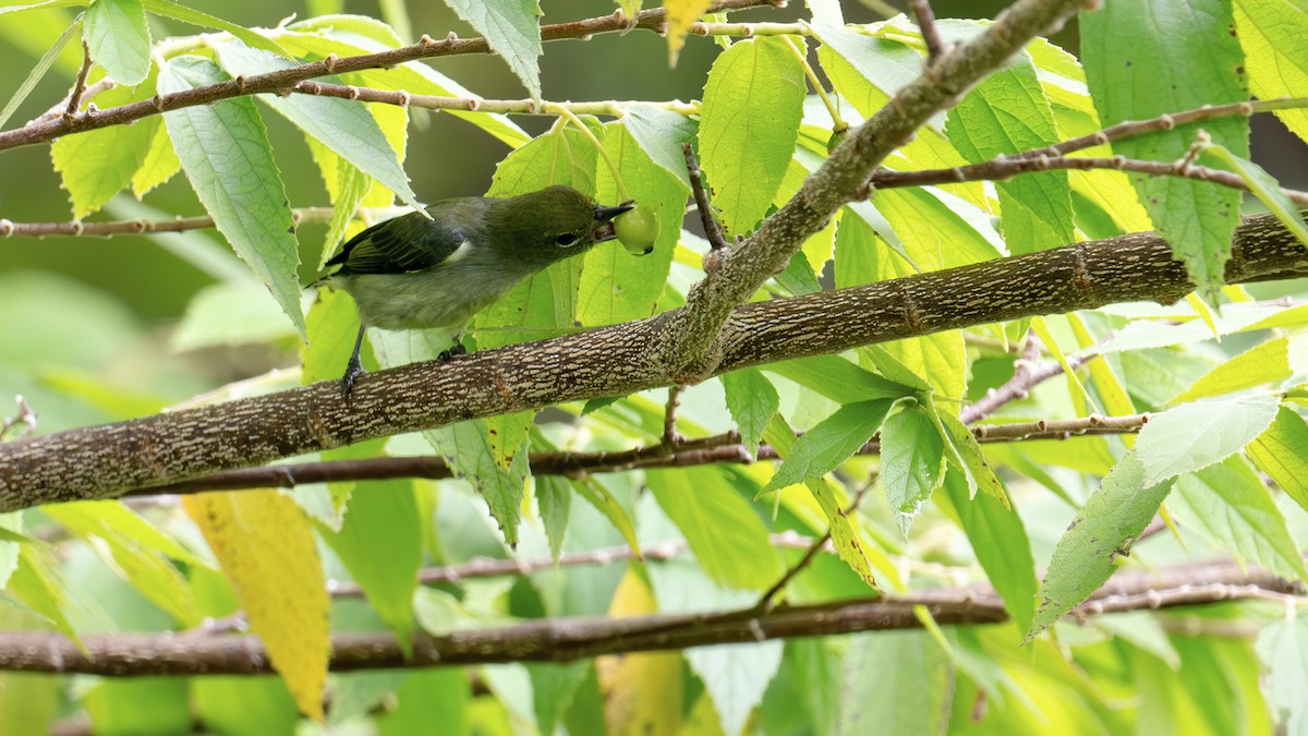 Olive-crowned Flowerpecker - ML646182698