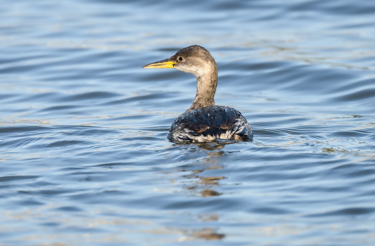 Пірникоза сірощока - ML646182699