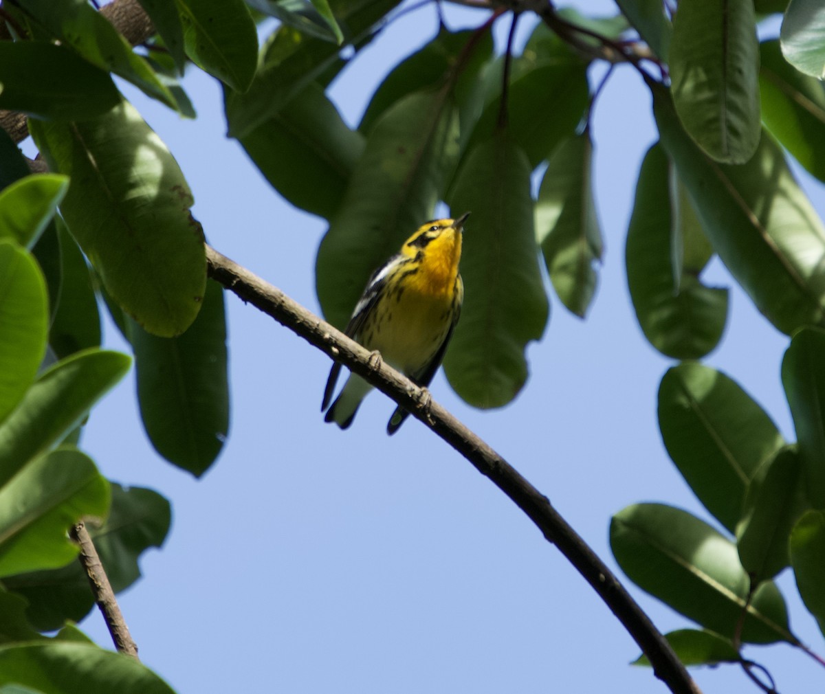 Reinita Gorjinaranja - ML646182700