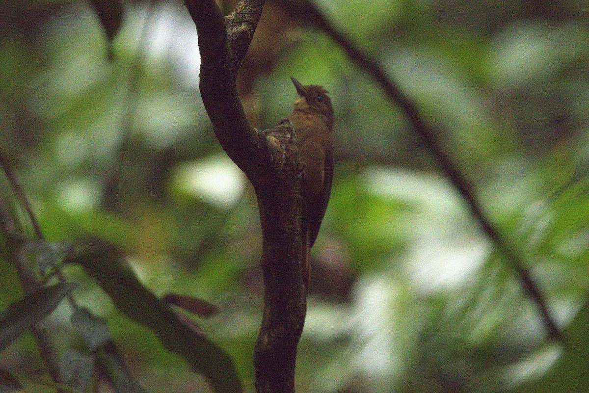 Plain-winged Woodcreeper - ML646182704