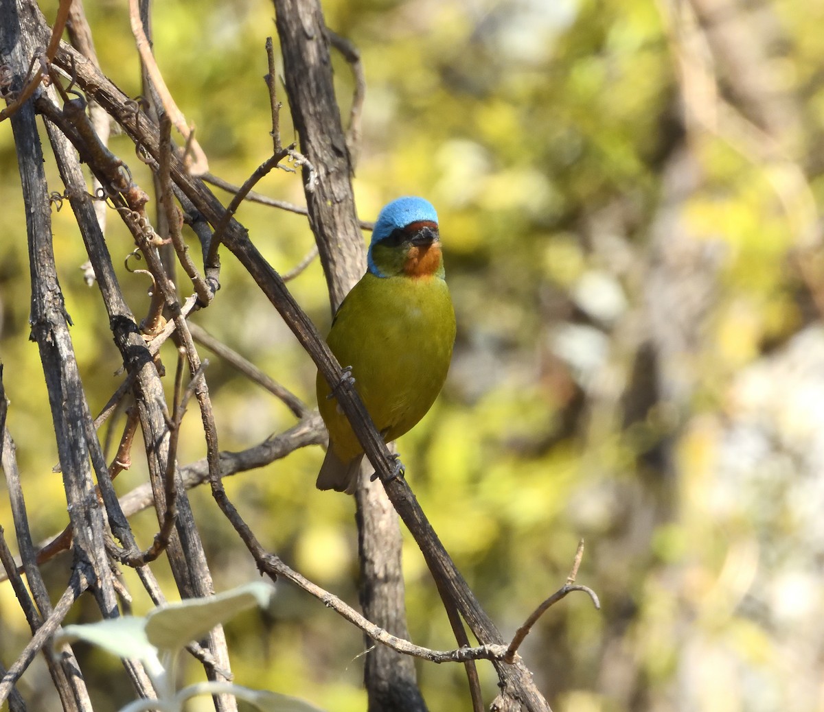 Elegant Euphonia - ML646182705