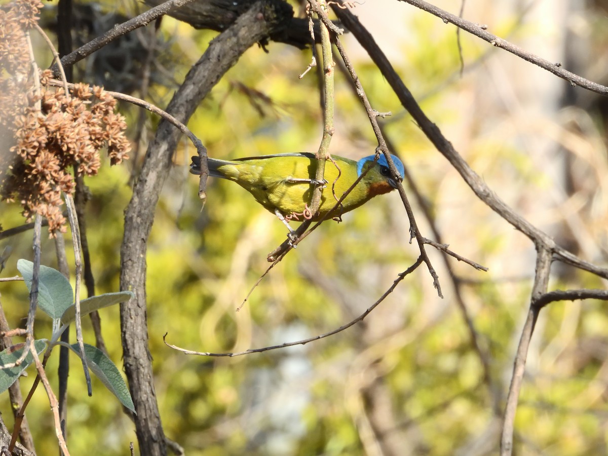 Elegant Euphonia - ML646182706