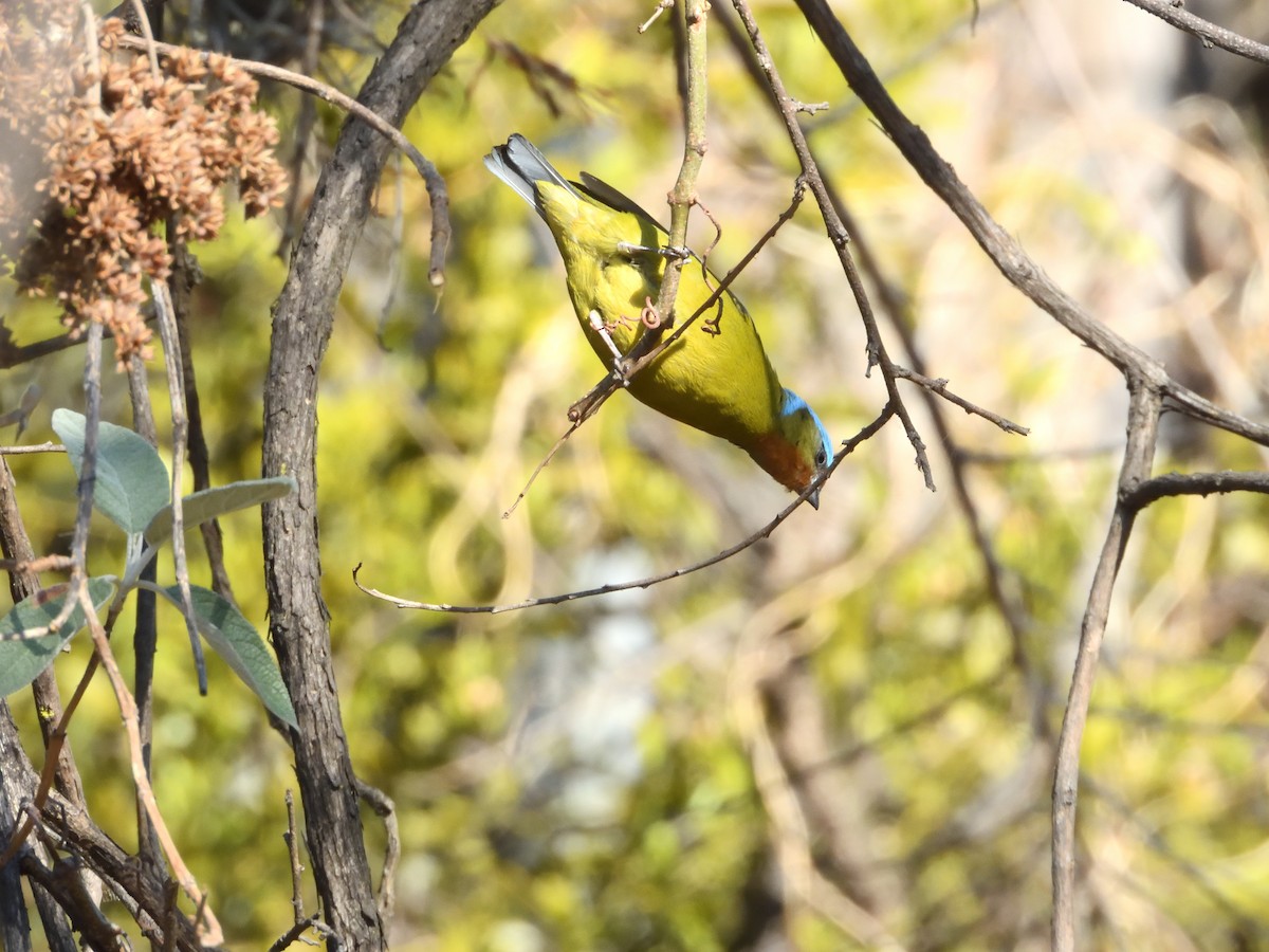 Elegant Euphonia - ML646182707
