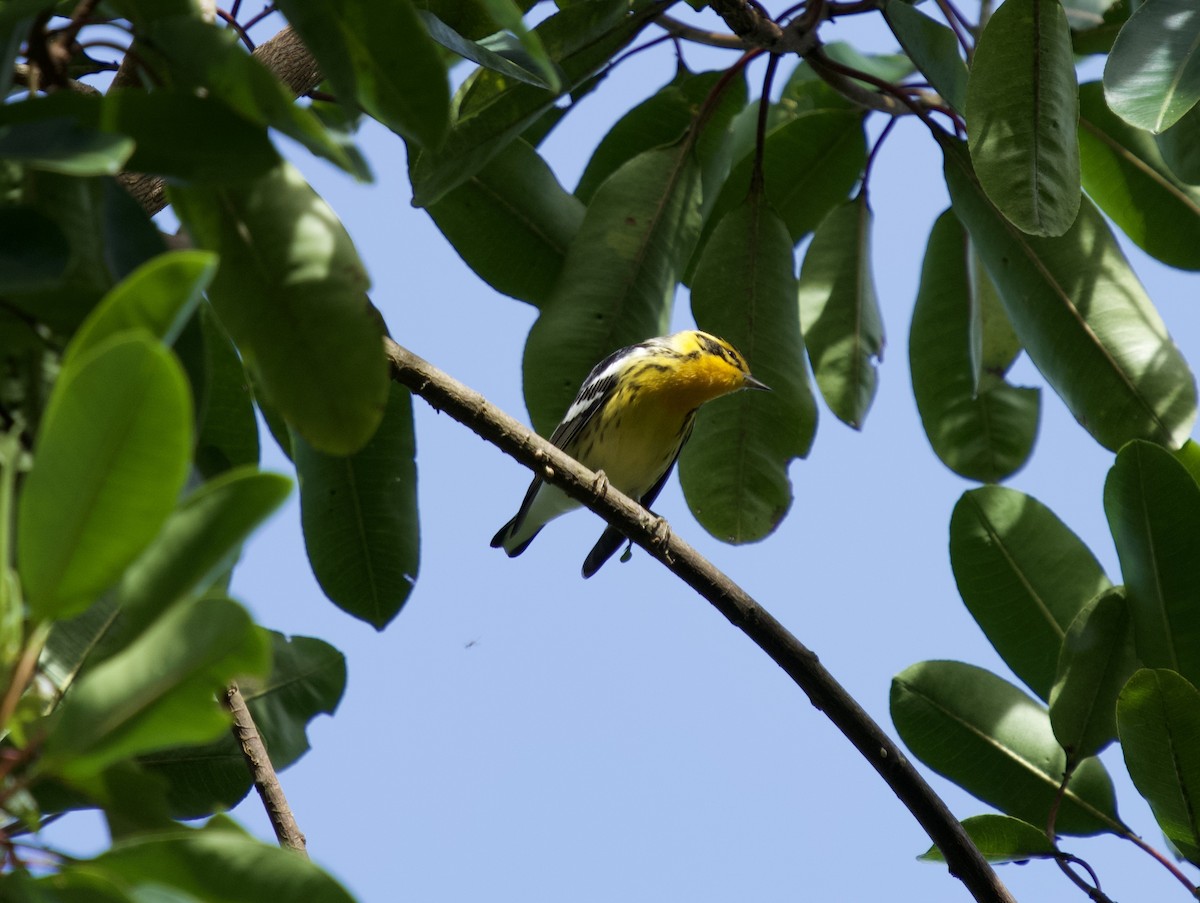 Reinita Gorjinaranja - ML646182710