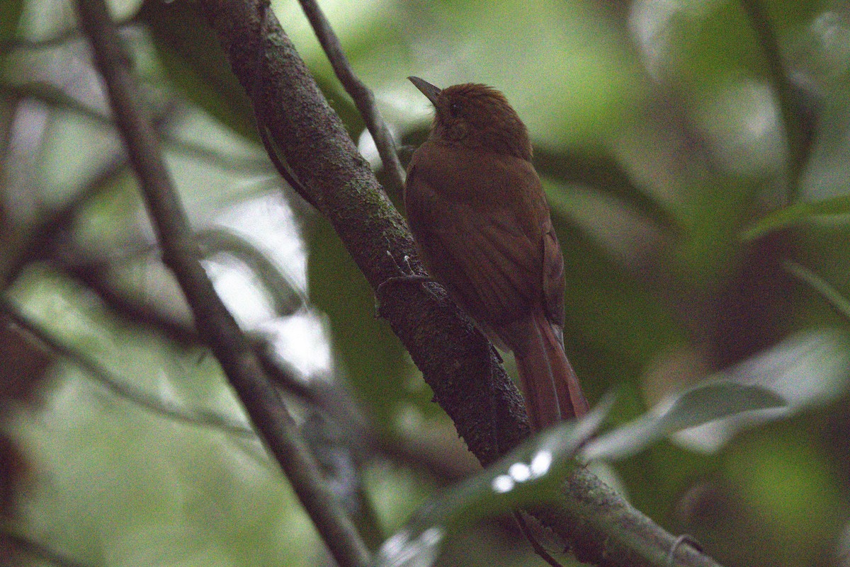Plain-winged Woodcreeper - ML646182711