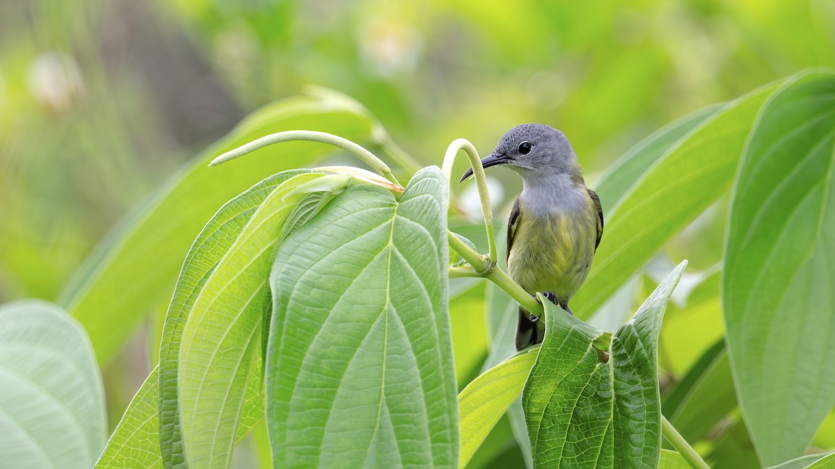 Black Sunbird - ML646182712