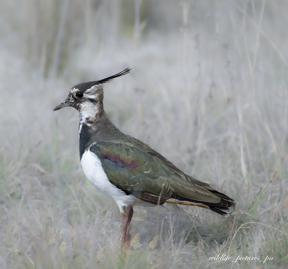 Northern Lapwing - ML646182715