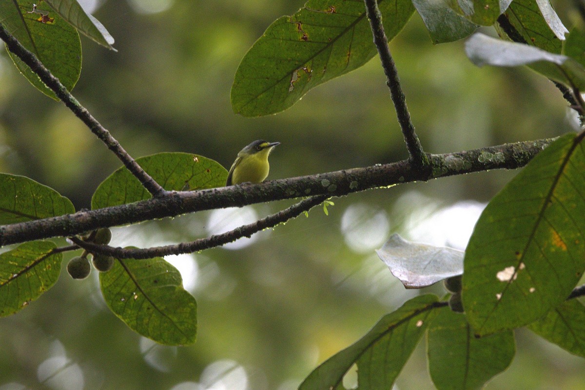 Gray-headed Tody-Flycatcher - ML646182716