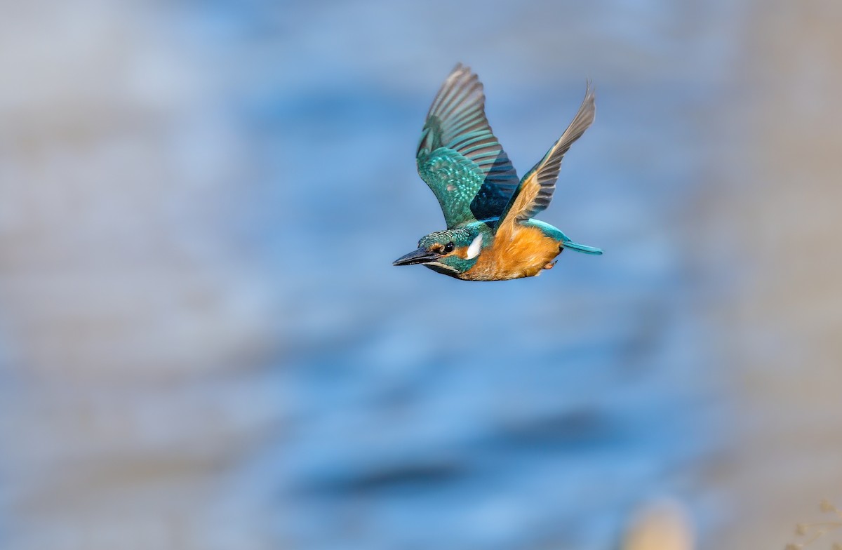 翠鳥 - ML646182717