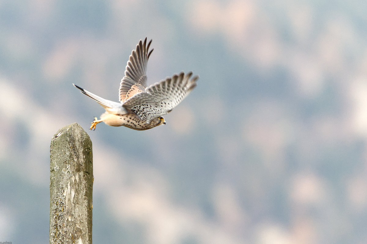 Eurasian Kestrel - ML646182720